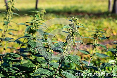 Female flowering stinging nettles at bright sunny fall day Stock Photo