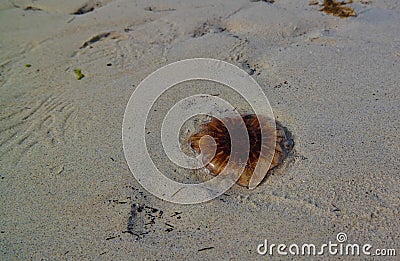 Close-up view to jellyfish on the sand of Jusnesvika bay and Rambergstranda beach at Flakstadoya island, Lofoten, Norway Stock Photo