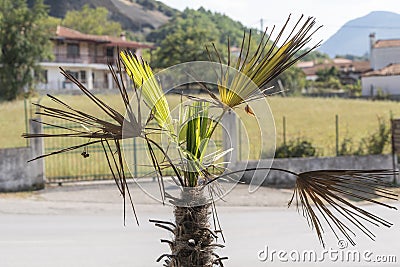 Close-up view to little palm tree Stock Photo