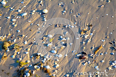 Close up view to ocean sand beach with seashells Stock Photo