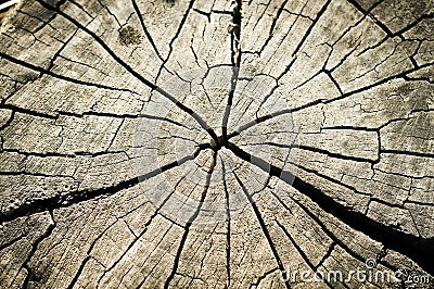 Tree circles close up view. Stock Photo