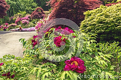 Close up view of tree peony bush Stock Photo