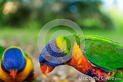 Close up view of two colourful lorikeet birds on the ground perpendicular to each other Stock Photo