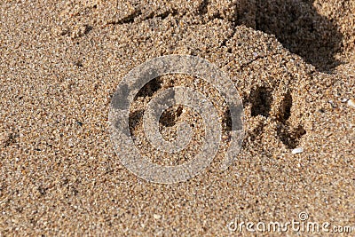 Dogs Paws In The Sand Stock Photo