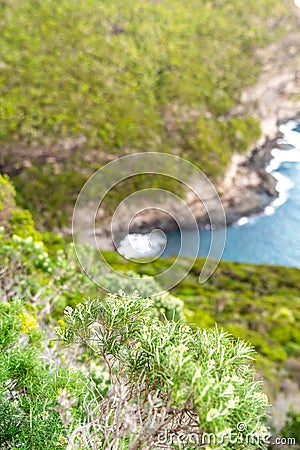Close-up view of the UNESCO world heritage site protected flora in Erskine Valley near Mount Gower on Lord Howe Island Stock Photo