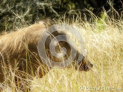 Warthog male in grassland Stock Photo