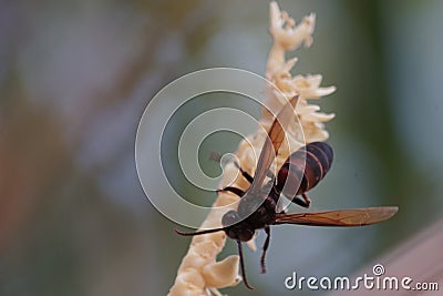 Wasp collect nectar from coconut flowers Stock Photo