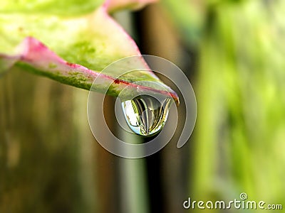 Water droplet falling off an Ivy leaf Geranium. Stock Photo