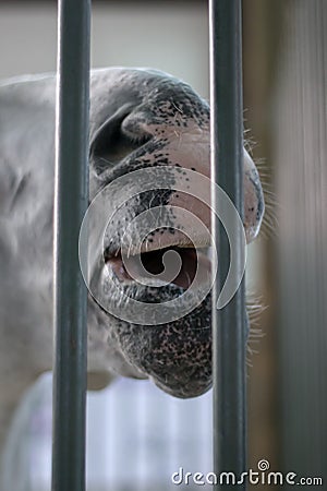 horse body detail mouth Stock Photo