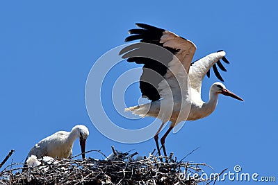 Close-up view of the White storks couple in the nest before the blue sky in the background Stock Photo