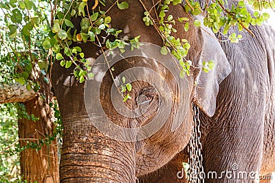 close up view of wild elephant standing under tree twigs, Asia, sri Stock Photo