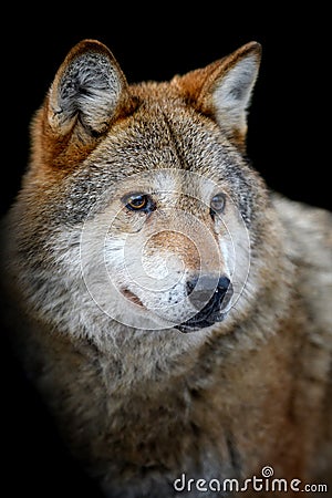 Close up view Wolf portrait. Wild animal on a black background Stock Photo