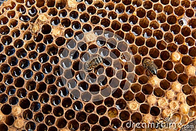 Close up view of the working bee on the honeycomb with sweet hon Stock Photo