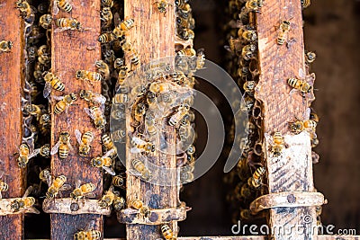 Close up view of the working bees Stock Photo