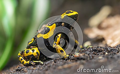 Close-up view of a Yellow-banded poison dart frog Stock Photo