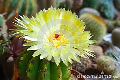 Yellow flower of cactus close up Stock Photo