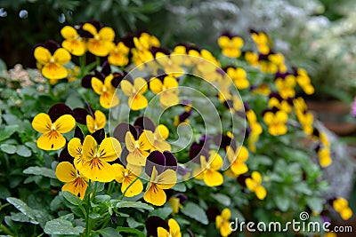 Close-up view of yellow and purple wallflower or wallflower in sunny day on blurred background Stock Photo