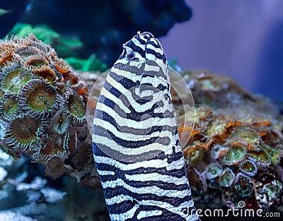 Close-up view of a zebra moray Stock Photo