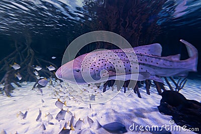 Close-up view of a Zebra shark Stock Photo