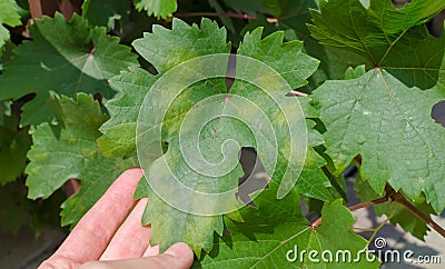 Closeup of vine grape leaf affected by Downy Mildew Plasmopara vitikola Stock Photo