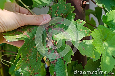 Closeup of vine grape leaf affected by Downy Mildew Plasmopara vitikola Stock Photo