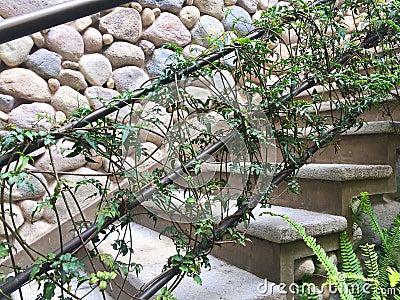 Close Up of Vines Growing up Stairway Stock Photo