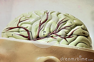 Close-up of a vintage student model brain Stock Photo