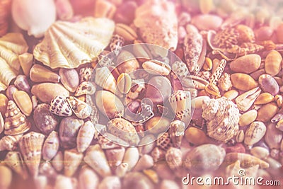 A summer seashell collection. Stock Photo