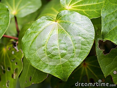 Close-up view of macropiper excelsum (kawakawa) leaf Stock Photo