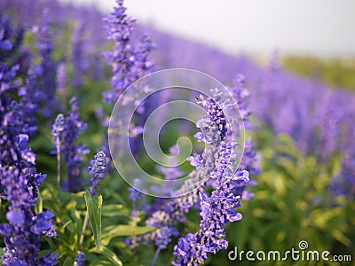 Close up of Violet Angelonia flower field Stock Photo