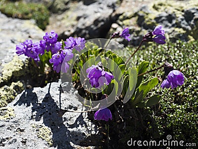 Close up violet blooming Primula glutinosa plant, delicate alpine flower with green leaves on rocky background Stock Photo