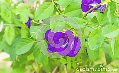 Close up violet Butterfly Pea Flower(Blue pea , Clitoria ternatea L) in natural light Stock Photo