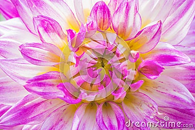 Close-up violet dahlia in bloom in a garden Stock Photo