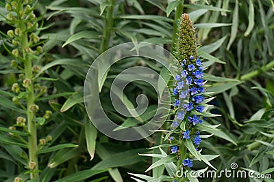 Close up of Violet Echium candicans or Pride of Madeira are on the blur green leave bushes Stock Photo