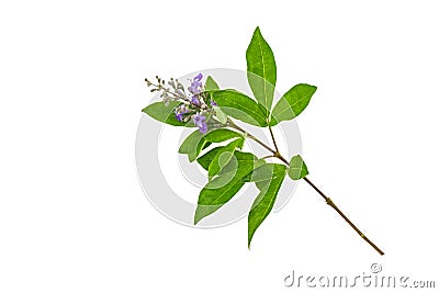 Close up violet flower Vitex trifolia Linn or Indian Privet on white Stock Photo