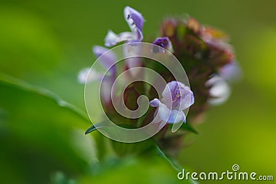 Close-up of violet flowers of common self-heal plant Prunella vulgaris with pleasant summer greenery of wildflower natural Stock Photo