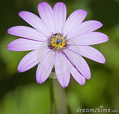 Close up of violet pink daisy Stock Photo