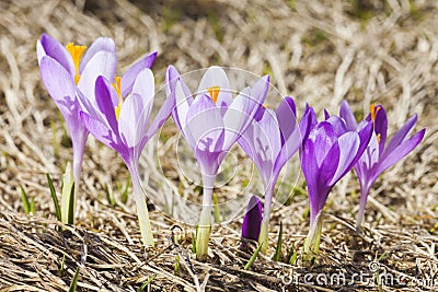 Close -up of violet small crocus flowers Stock Photo