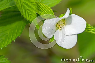 Close-up of a Virginia Wild Strawberry Flower Stock Photo