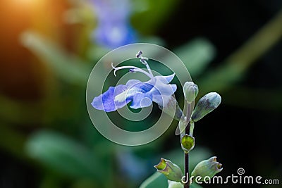 Close up of Vitex trifolia Linn or Indian Privet plant Stock Photo