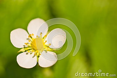 Close up of vivid colors of pasture with little white flower in spring time sunlight Stock Photo