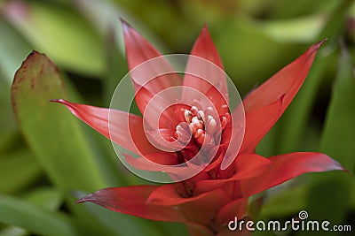 Close-up of vivid orange bromeliads flower blooming with natural light in the tropical garden. Stock Photo
