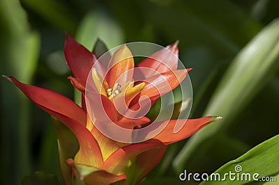 Close-up of vivid orange bromeliads flower blooming with natural light in the tropical garden. Stock Photo