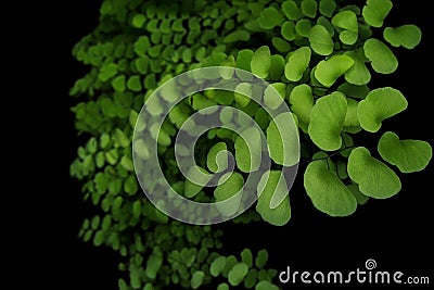 Close up the walking fern or maidenhair fern Adiantum philippen Stock Photo