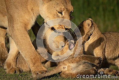 Close-up of walking lioness playing with cubs Stock Photo