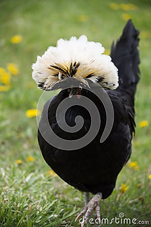 Close Up of Walking White Crested Black Polish Chicken Stock Photo