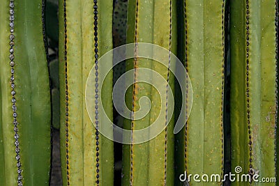 Close up on a wall of cactus Stock Photo