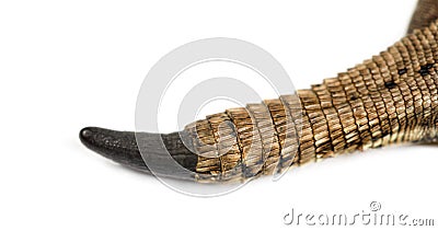 Close-up of a Wall Lizard tail cut Stock Photo