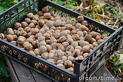 Close up of walnuts crop in crate. Pile of nuts in shell outdoors in garden. Stock Photo