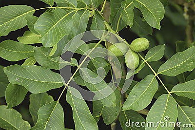 Walnuts growing on the tree Stock Photo